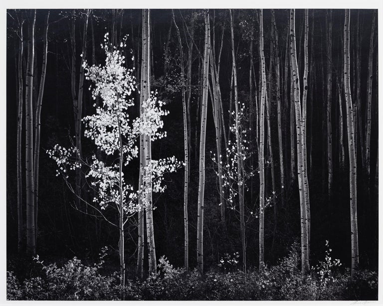 fine art photographer Ansel Adams - Aspens